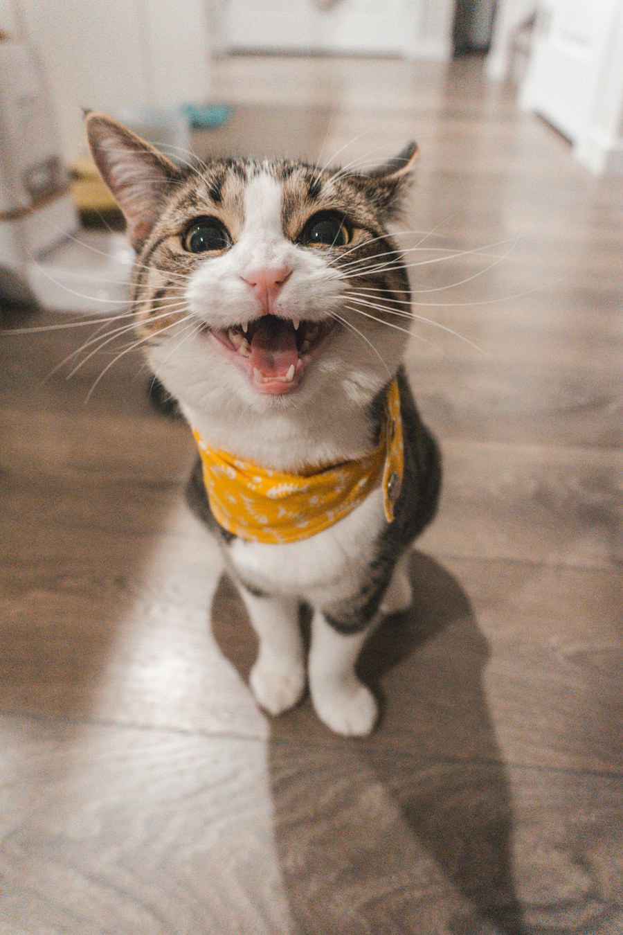 Un chat au calme — photo d’illustration