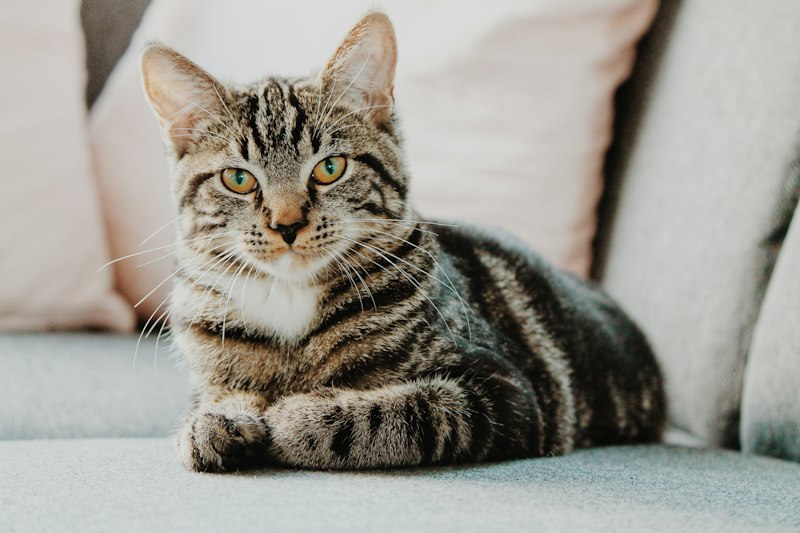 Un chat dans un intérieur lumineux