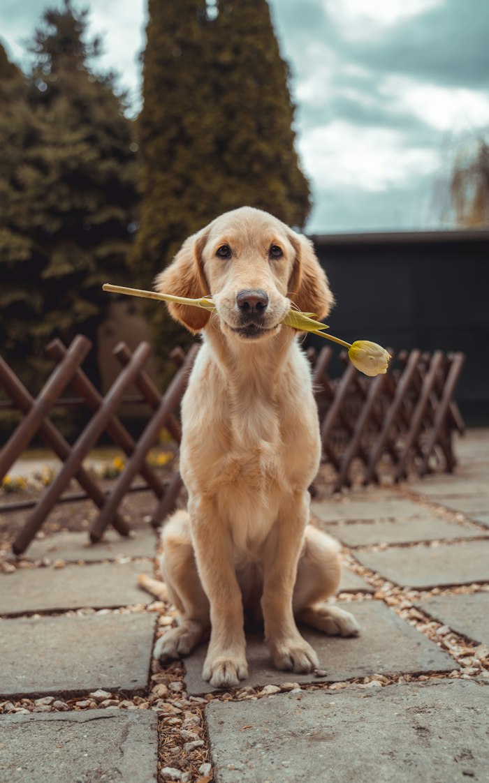 Un chien à l’extérieur